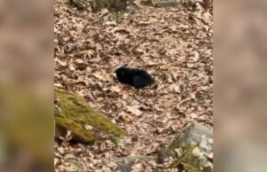 Caminhantes encontram bebê ursinho na floresta e depois percebem algo horrível: ‘Corra’ Hikers spot bear cub