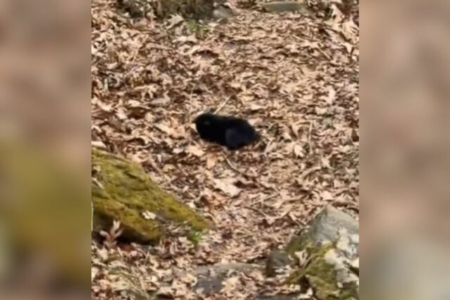 Hikers spot bear cub