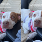 Cão chora pelo ‘olhar’ que dá resgate após ser salvo da eutanásia