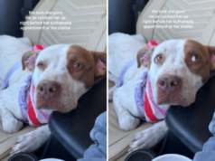 Cão chora pelo ‘olhar’ que dá resgate após ser salvo da eutanásia Cão chora pelo ‘olhar’ que dá resgate após ser salvo da eutanásia