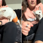 Joey the senior rescue dog.