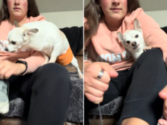 Cão de resgate sênior tem reação dolorosa toda vez que uma mulher calça os sapatos Joey the senior rescue dog.