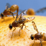 Uma vista de cima para baixo de uma pequena mosca marrom com olhos vermelhos, listras amarelas nas costas e asas transparentes com veias escuras.