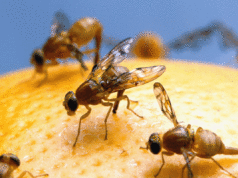 Caos como praga notória que pode abrir um buraco no setor agrícola da Califórnia se espalha Uma vista de cima para baixo de uma pequena mosca marrom com olhos vermelhos, listras amarelas nas costas e asas transparentes com veias escuras.