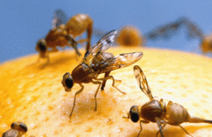 Caos como praga notória que pode abrir um buraco no setor agrícola da Califórnia se espalha Uma vista de cima para baixo de uma pequena mosca marrom com olhos vermelhos, listras amarelas nas costas e asas transparentes com veias escuras.