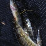 Ícone de conversão de texto em fala