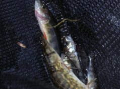 Captura de truta em Kejimkujik dizimada pela invasão de predador voraz Ícone de conversão de texto em fala