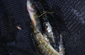 Captura de truta em Kejimkujik dizimada pela invasão de predador voraz Ícone de conversão de texto em fala