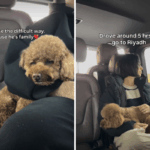 Casal fugindo do Oriente Médio se recusa a abandonar cachorro – jornada surpreende espectadores