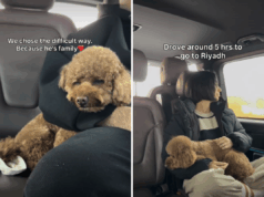 Casal fugindo do Oriente Médio se recusa a abandonar cachorro – jornada surpreende espectadores Casal fugindo do Oriente Médio se recusa a abandonar cachorro – jornada surpreende espectadores