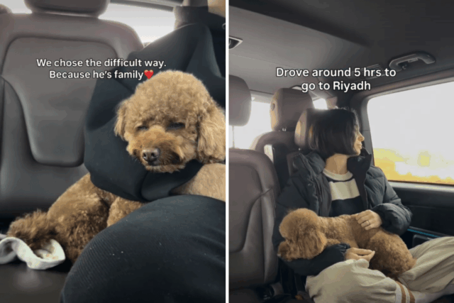 Casal fugindo do Oriente Médio se recusa a abandonar cachorro – jornada surpreende espectadores 
