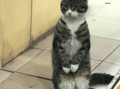 CatVideoFest retornando aos cinemas no verão de 2026 (EXCLUSIVO) CatVideoFest retornando aos cinemas no verão de 2026 (EXCLUSIVO)