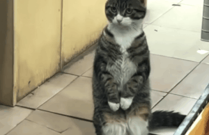 CatVideoFest retornando aos cinemas no verão de 2026 (EXCLUSIVO) CatVideoFest retornando aos cinemas no verão de 2026 (EXCLUSIVO)