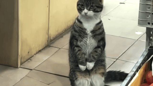 CatVideoFest retornando aos cinemas no verão de 2026 (EXCLUSIVO)
