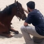 Cavalos ajudam a curar soldados em meio à crescente crise de PTSD em Israel após os ataques de 7 de outubro