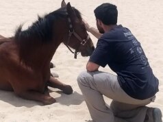 Cavalos ajudam a curar soldados em meio à crescente crise de PTSD em Israel após os ataques de 7 de outubro Cavalos ajudam a curar soldados em meio à crescente crise de PTSD em Israel após os ataques de 7 de outubro