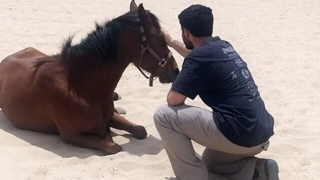Cavalos ajudam a curar soldados em meio à crescente crise de PTSD em Israel após os ataques de 7 de outubro
