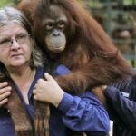 Cientista orangotango canadense Biruté Galdikas morre aos 79 anos