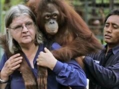 Cientista orangotango canadense Biruté Galdikas morre aos 79 anos Cientista orangotango canadense Biruté Galdikas morre aos 79 anos