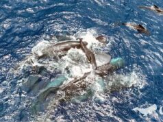 Cientistas capturaram um vídeo raro do nascimento de um cachalote. O que aprenderam com aquele momento notável Cientistas capturaram um vídeo raro do nascimento de um cachalote. O que aprenderam com aquele momento notável