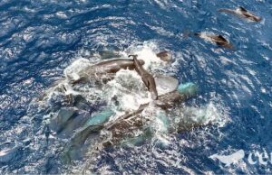 Cientistas capturaram um vídeo raro do nascimento de um cachalote. O que aprenderam com aquele momento notável Cientistas capturaram um vídeo raro do nascimento de um cachalote. O que aprenderam com aquele momento notável