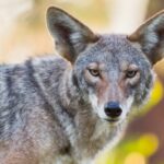 Um coiote ferido caminha por um bairro de Pacific Palisades.