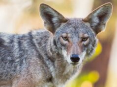 Coiotes vagam pelas ruas de Los Angeles, de Santa Monica a Del Rey Um coiote ferido caminha por um bairro de Pacific Palisades.