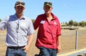 Como o acasalamento de cordeiras, junções mais curtas e alimentação por lote remodelaram Moojepin Merinos Como o acasalamento de cordeiras, junções mais curtas e alimentação por lote remodelaram Moojepin Merinos