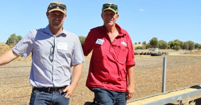 Como o acasalamento de cordeiras, junções mais curtas e alimentação Como o acasalamento de cordeiras, junções mais curtas e alimentação por lote remodelaram Moojepin Merinos