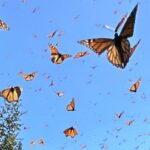 Uma borboleta monarca é retratada presa dentro de um dispositivo de madeira com um dispositivo preso nas costas.
