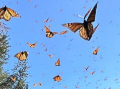 Como o seu smartphone pode ajudar a desvendar o mistério da migração da borboleta monarca do México Uma borboleta monarca é retratada presa dentro de um dispositivo de madeira com um dispositivo preso nas costas.