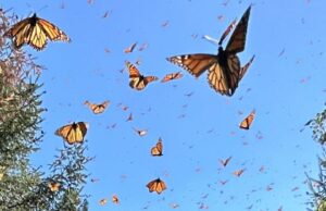 Como o seu smartphone pode ajudar a desvendar o mistério da migração da borboleta monarca do México Uma borboleta monarca é retratada presa dentro de um dispositivo de madeira com um dispositivo preso nas costas.