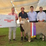 Competição acirrada em um dia acirrado de julgamento de Wagin Woolorama Poll Merino
