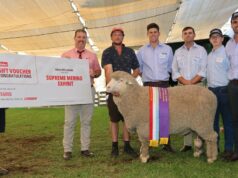 Competição acirrada em um dia acirrado de julgamento de Wagin Woolorama Poll Merino Competição acirrada em um dia acirrado de julgamento de Wagin Woolorama Poll Merino