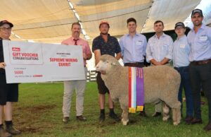 Competição acirrada em um dia acirrado de julgamento de Wagin Woolorama Poll Merino Competição acirrada em um dia acirrado de julgamento de Wagin Woolorama Poll Merino