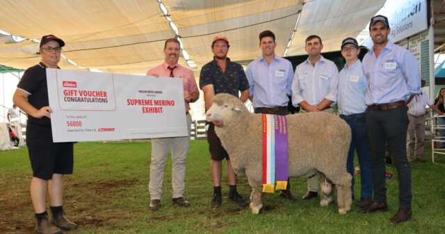 Competição acirrada em um dia acirrado de julgamento de Wagin Woolorama Poll Merino
