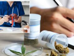 Compostos de cannabis podem reverter doenças que afetam um terço dos adultos Compostos de cannabis podem reverter doenças que afetam um terço dos adultos