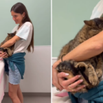 Corações derretem com gato lutando para ser ‘corajoso’ durante visita ao veterinário