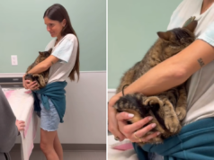 Corações derretem com gato lutando para ser ‘corajoso’ durante visita ao veterinário Corações derretem com gato lutando para ser ‘corajoso’ durante visita ao veterinário