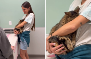 Corações derretem com gato lutando para ser ‘corajoso’ durante visita ao veterinário Corações derretem com gato lutando para ser ‘corajoso’ durante visita ao veterinário
