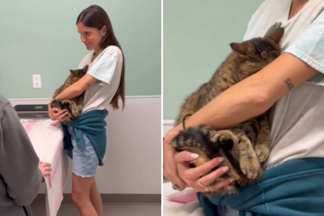 Corações derretem com gato lutando para ser ‘corajoso’ durante visita ao veterinário
