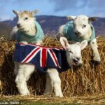 Fotos adoráveis ​​mostram cordeiros em moletons tricotados por voluntários, com Jackie ganhando um elegante pulôver Union Jack este ano