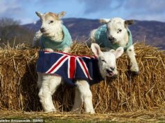 Cordeiros órfãos são mantidos aconchegantes em suéteres de malha feitos à mão Fotos adoráveis mostram cordeiros em moletons tricotados por voluntários, com Jackie ganhando um elegante pulôver Union Jack este ano