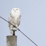 Uma coruja nevada marrom e branca voa sobre um campo coberto de neve.