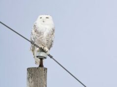 Corujas, lontras gigantes e tubarões-martelo considerados para maior proteção na conferência da ONU Uma coruja nevada marrom e branca voa sobre um campo coberto de neve.