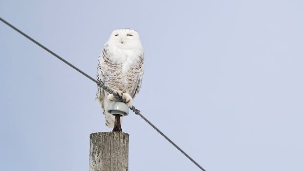 Corujas, lontras gigantes e tubarões-martelo considerados para maior proteção na Uma coruja nevada marrom e branca voa sobre um campo coberto de neve.