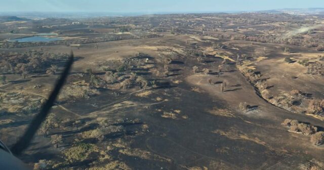 Criadores de haras WA doam ovelhas para fazendeiros afetados pelo fogo em Nullarbor
