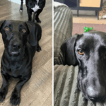 Dachshund e Dogue Alemão têm filhotes, proprietário revela resultado ‘alucinante’