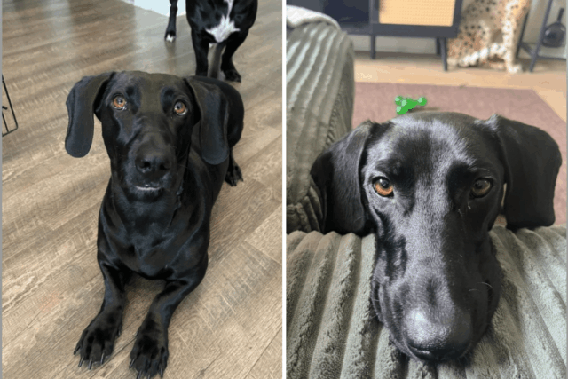 Dachshund e Dogue Alemão têm filhotes, proprietário revela resultado ‘alucinante’
