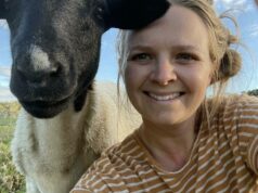 Dando a Dorpers um lar entre as altas árvores da região sudoeste de WA Dando a Dorpers um lar entre as altas árvores da região sudoeste de WA